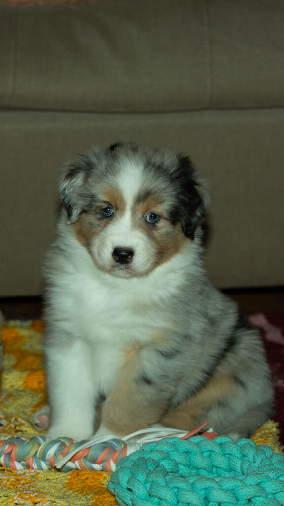 Blue merle Austraalia lambakoera kutsikas tekil Latolly Top kennelis Eestis
